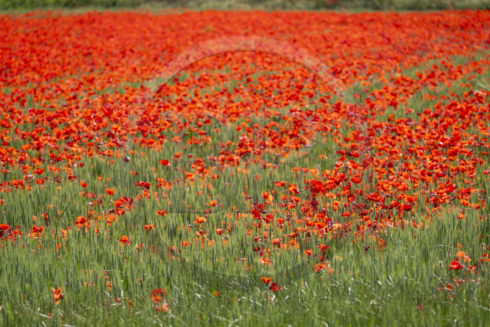 France, Bouches-du-Rhône (13), Mallemort, champ de coquelicots