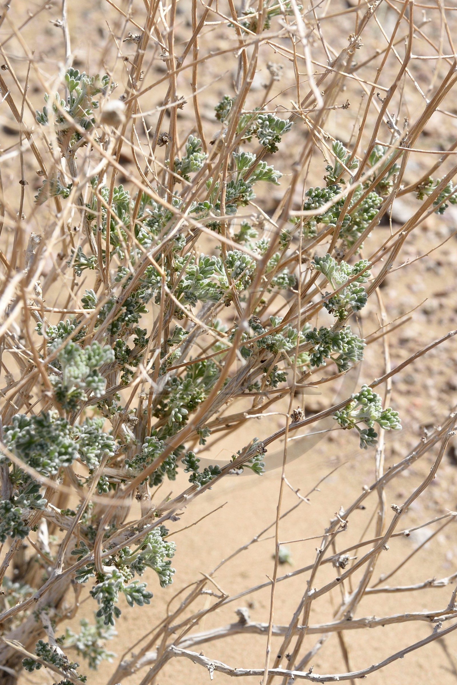 Iran, Isfahan province, Dasht-e Kavir desert, Arousan in Khur and Biabanak County,