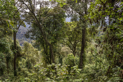 Rwanda, Province de l’Ouest, Colline Ibanda à Uwinka, Parc national de Nyungwe, la forêt tropicale