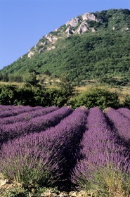 France, Drôme, fields of lavender, valley Ennuye