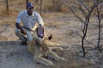 Zimbabwe, Midlands Province, Gweru, Antelope Park home to ALERT (African Lion and Environmental Research Trust), lion (panthera leo) walk through the bush by guides - handlers