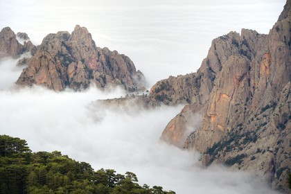 France, Corse du Sud, Alta Rocca, summits of the mountains east of the Bavella pass (Col de Bavella) emerging of clouds and the Bavella corsican pine forest (Pinus laricio)