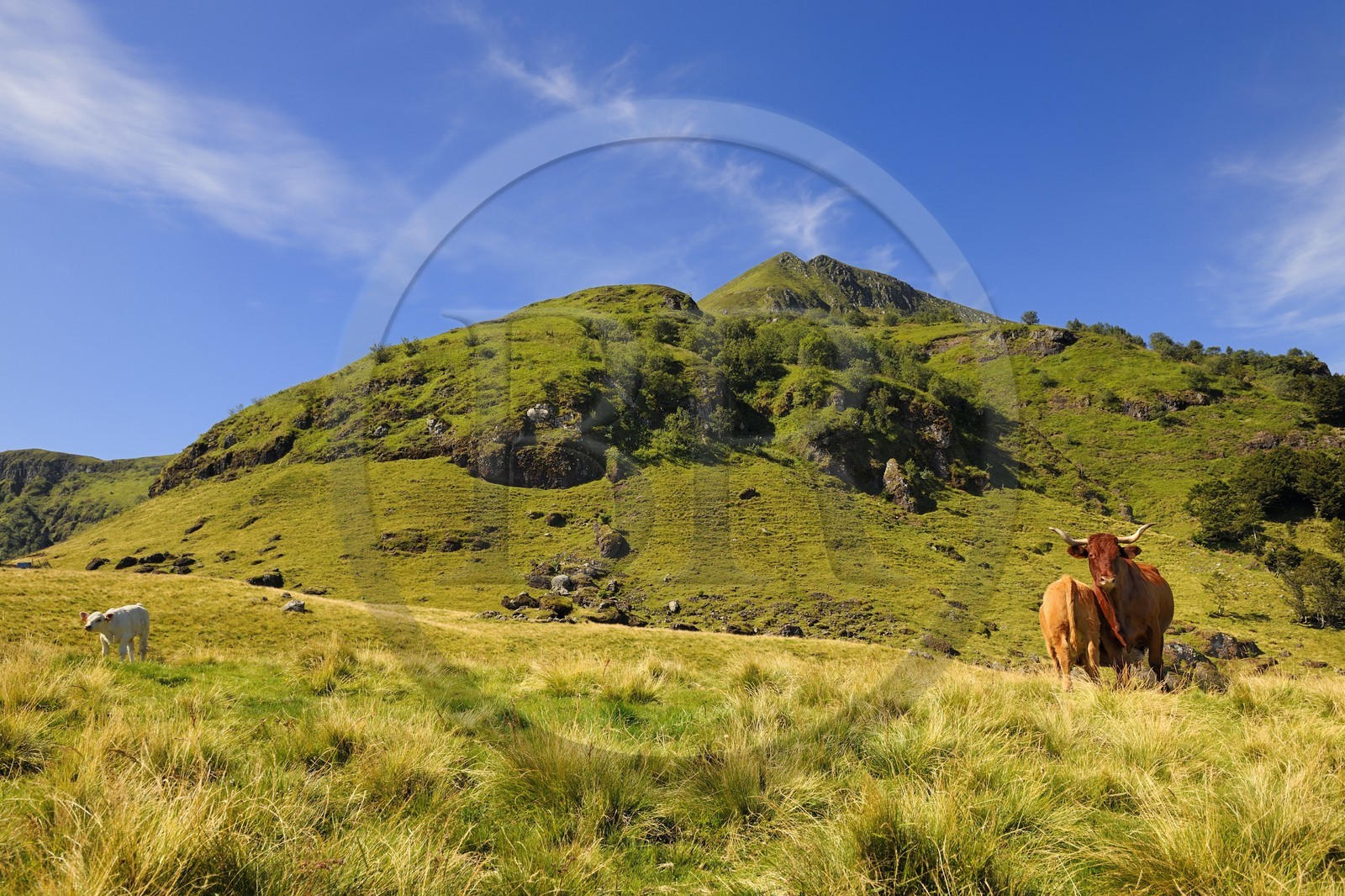 France, Cantal, monts du Cantal, Parc Naturel Régional des Volcans d'Auvergne (regional nature park of Auvergne volcanoes), cow of salers breed at the foot of Puy-Mary