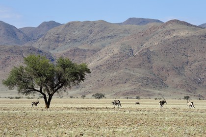 Namibia, Hardap region, Namib Desert East of the Namib Naukluft National Park in the the Zaris Mountains range, gemsbok or gemsbuck (Oryx gazella)