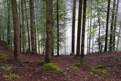 France, Bas-Rhin (67), Parc Naturel régional des Vosges du Nord, foret domaniale de La Petite Pierre au Hirschfels