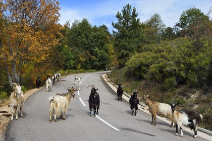 France, Corse du Sud, Prunelli river valley, Bastelica, herd of goats on the roadside