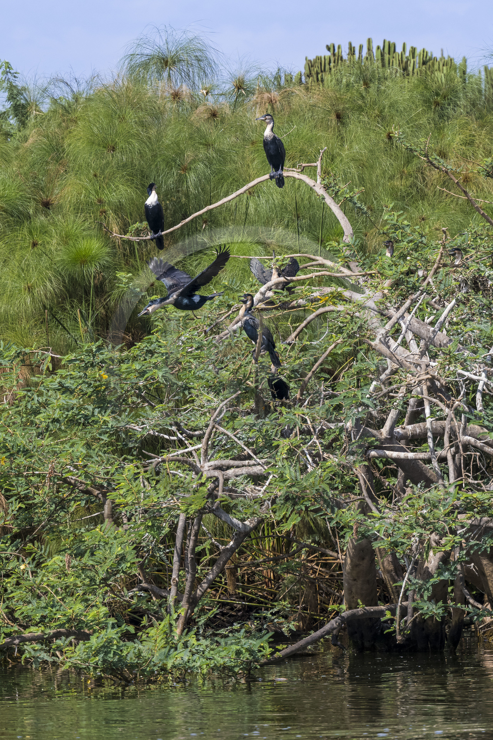 Rwanda, Parc national de l'Akagera, le lac Ihema, cormoran prenant son envol