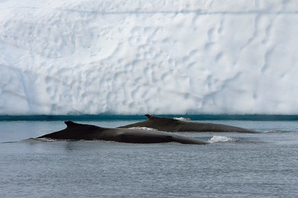 Groenland, cote ouest, baie de Disko, Ilulissat, fjord glacé classé Patrimoine Mondial de l'UNESCO qui est l’embouchure maritime du glacier Sermeq Kujalleq, baleines à bosse ou rorquals à bosse (Megaptera novaeangliae)