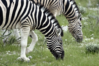 Namibia, Oshikoto region, Etosha National Park, Burchell's zebras (Equus burchellii)
