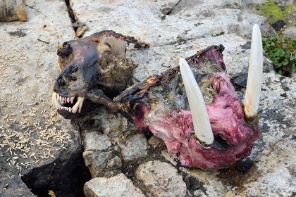 Groenland, cote ouest, baie de Baffin, Upernavik, crane d'ours à gauche et crane de morse à droite dont les chaires se décomposent