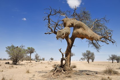 Namibia, Erongo region, Namib Naukluft National Park, Namib Desert, a large social weaver bird nest in a dead acacia tree