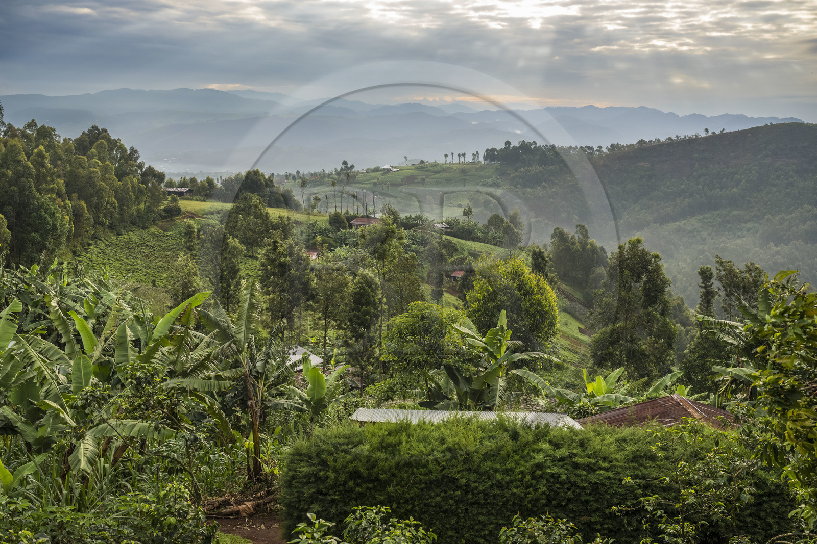 Rwanda, Province de l’Ouest, Gisuma, agriculture dans les collines, en arrière plan les montagnes de la République démocratique du Congo