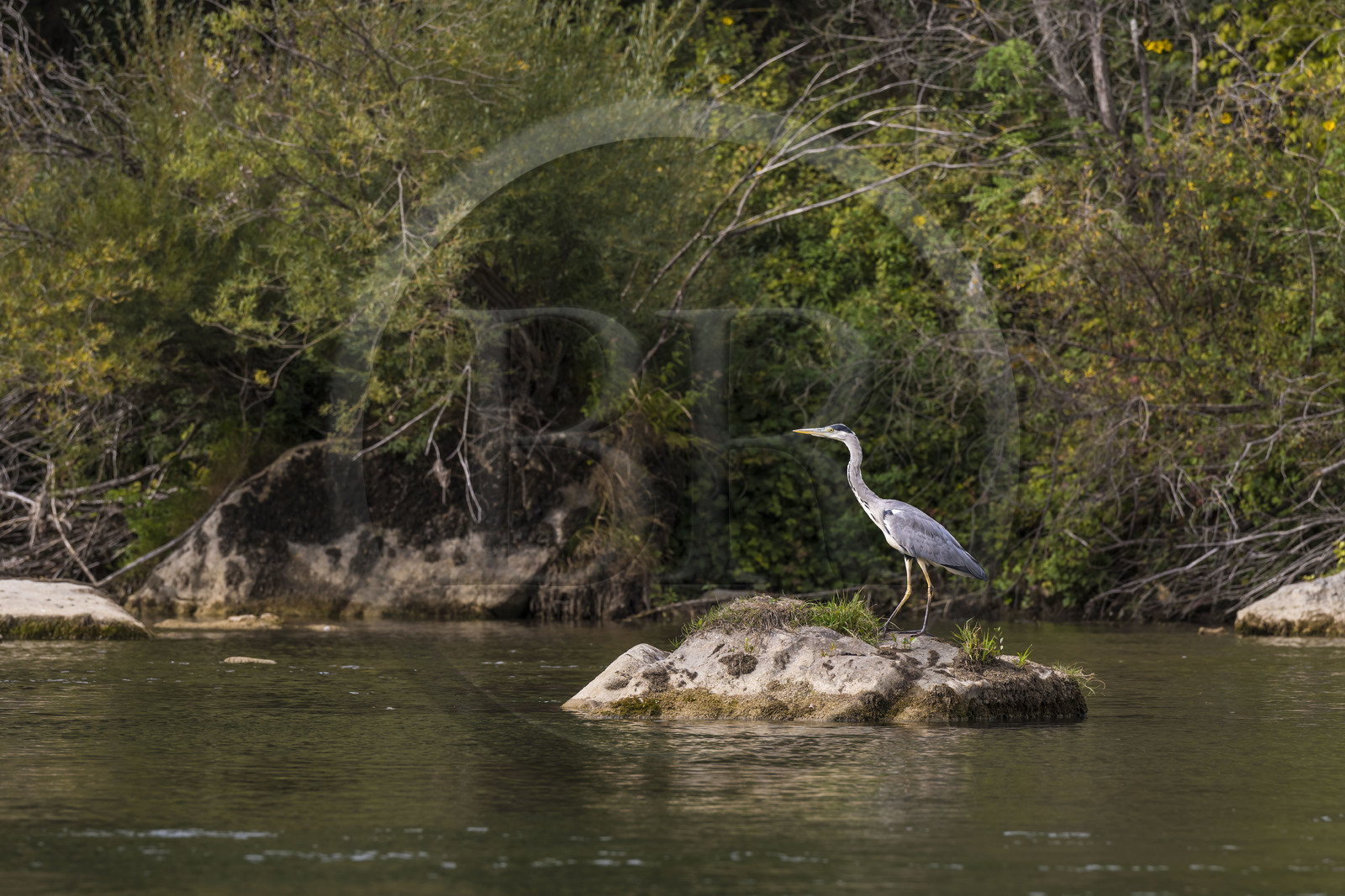 France, Aveyron (12), parc naturel régional des Grands Causses, Millau, berges du Tarn, héron cendré (Ardea cinerea) France, Aveyron (12), parc naturel régional des Grands Causses, Millau, berges du Tarn, héron cendré (Ardea cinerea)
