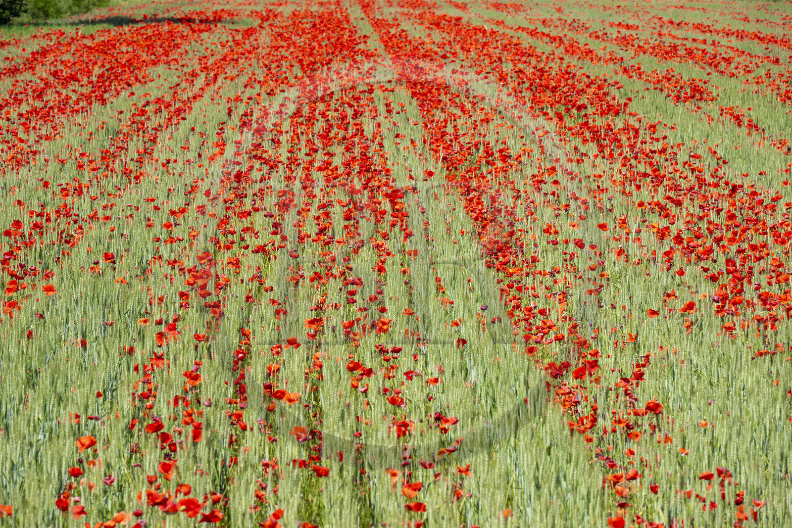 France, Bouches-du-Rhône (13), Mallemort, champ de coquelicots