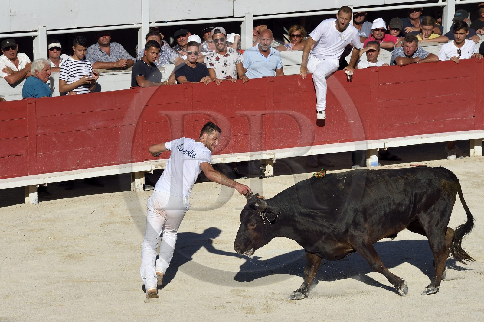 France, Bouches-du-Rhône (13), Arles, la course camarguaise  de la Cocarde d'Or aux Arènes, le raseteur Loic Auzolle tentant d'attraper les attributs primés sur les cornes du taureau