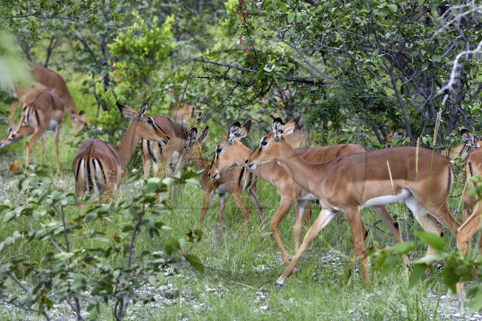 Namibie, région de Oshikoto, Parc National d'Etosha, impalas à face noire (Aepyceros melampus petersi)