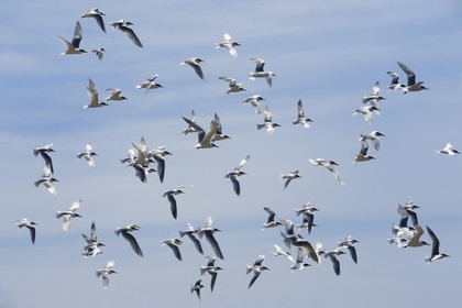 France, Finistere, La Foret Fouesnant, Glenan islands, Ile aux Moutons home to a colony of terns at the nesting period