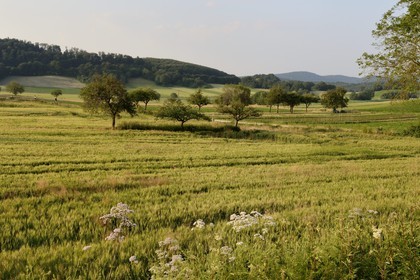 France, Haut Rhin, Sundgau, rural landscape towards Winkel