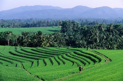 Indonesia, Bali island, rice plantations in terraces in the area of Soka