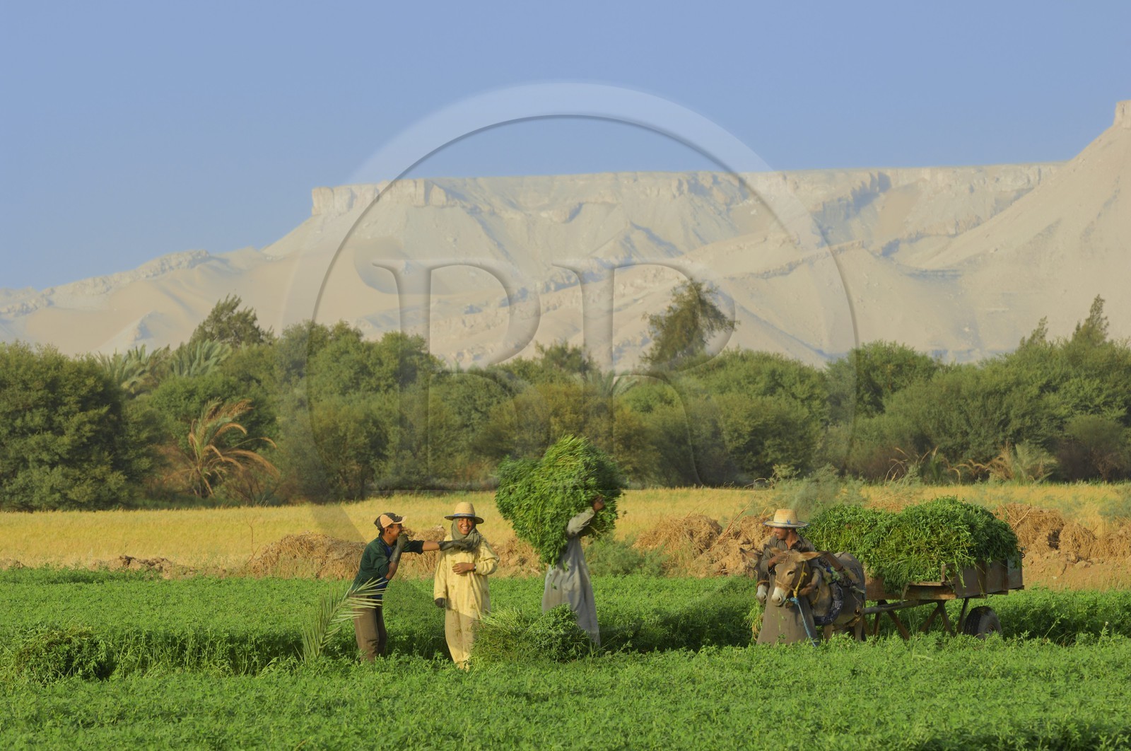 Egypte, désert libyque, oasis de Dakhla, travaux des champs