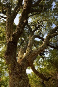 France, Var, Massif des Maures, Collobrières, cork Oak (Quercus suber)