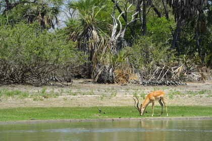 Tanzania, Selous Game Reserve is one of the largest fauna reserves of the world and designated a UNESCO World Heritage Site in 1982, impala (Aepyceros melampus)