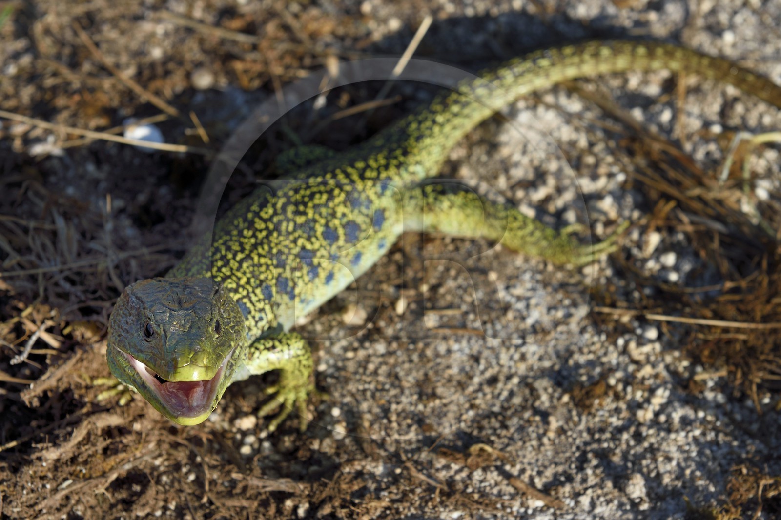 France, Dordogne (24), parc naturel régional Périgord Limousin, Périgord Vert, commune de La Rochebeaucourt-et-Argentine, plateau d'Argentine, lézard ocellé (Timon lepidus)