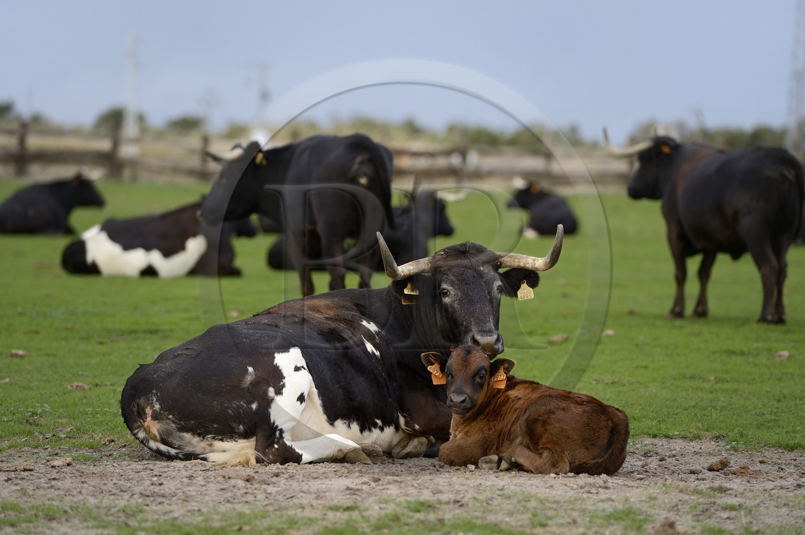 Espagne, Andalousie, province de Séville, Utrera, domaine El Toruno, élevage de taureaux de combat, les femelles et les petits sont maintenus à l'écart des males Espagne, Andalousie, province de Séville, Utrera, domaine El Toruno, élevage de taureaux de combat, les femelles et les petits sont maintenus à l'écart des males