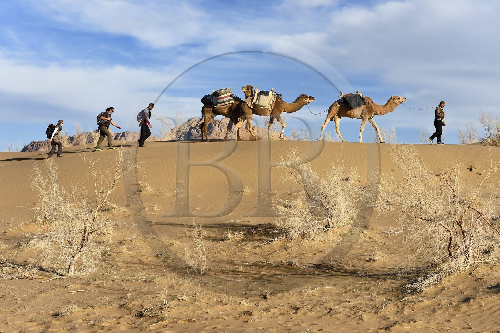 Iran, Province d'Ispahan, désert du Dasht-e Kavir, Mesr dans la région de Khur et Biabanak, caravane de dromadaires lors d'une randonnée chamelière