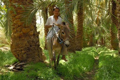 Egypte, Basse-Egypte, désert libyque, oasis de Bahariya (Bahareyya), la palmeraie, paysan sur son ane vérifiant l' état de ses palmiers dattiers