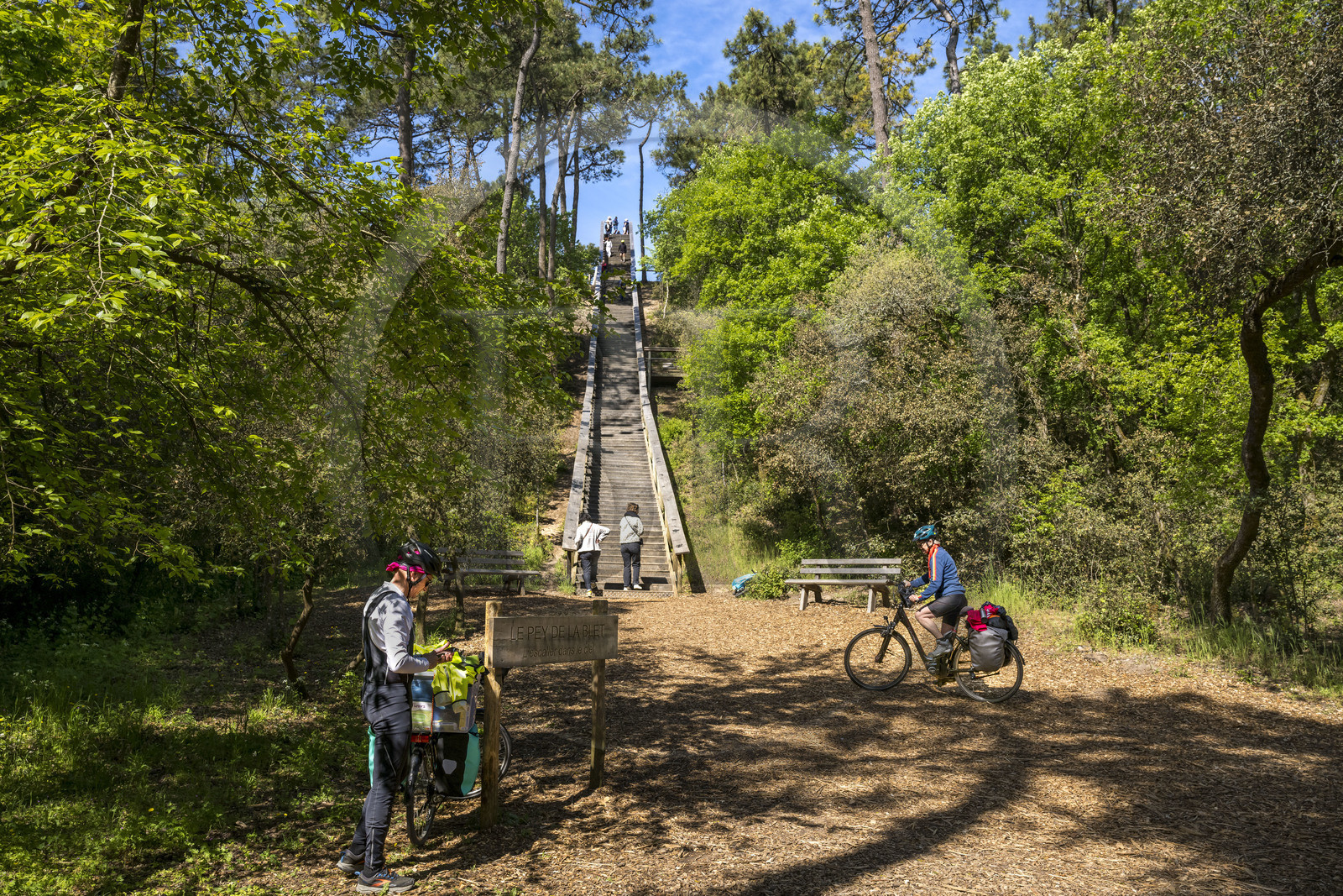 France, Vendée (85), La Barre-de-Monts, belvédère du Pey de la Blet, l'escalier dans le ciel au coeur de la forêt, cycliste sur la piste de la véloroute Vendée Vélo Tour et Vélodyssée