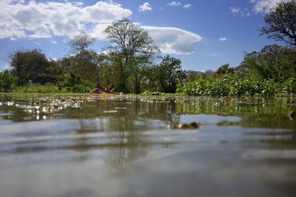 Nicaragua, Ile d'Ometepe réserve mondiale de Biosphère sur le lac Nicaragua, exploration en kayak du marais le long du Rio Istian