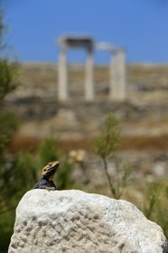 Greece, Cyclades islands, Delos, listed as World Heritage by UNESCO, the archaeological site of Delos, Apollo's Sanctuary, the most ancient city of the Aegean Sea, lizard