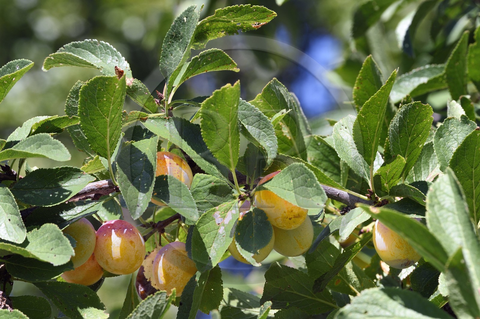 France, mirabellier qui est une variété de prunier, mirabelles dans l'arbre