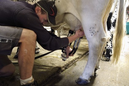 France, Haut Rhin, Kruth, ferme auberge marcaire du Schafert (farmhouse inn Schafert), Florian Sifferlen milking the Vosges cows