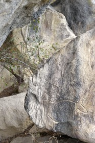 Azerbaïdjan, Gobustan, Parc national de Gobustan, Paysage culturel de l'art rupestre de Gobustan, gravures de taureaux