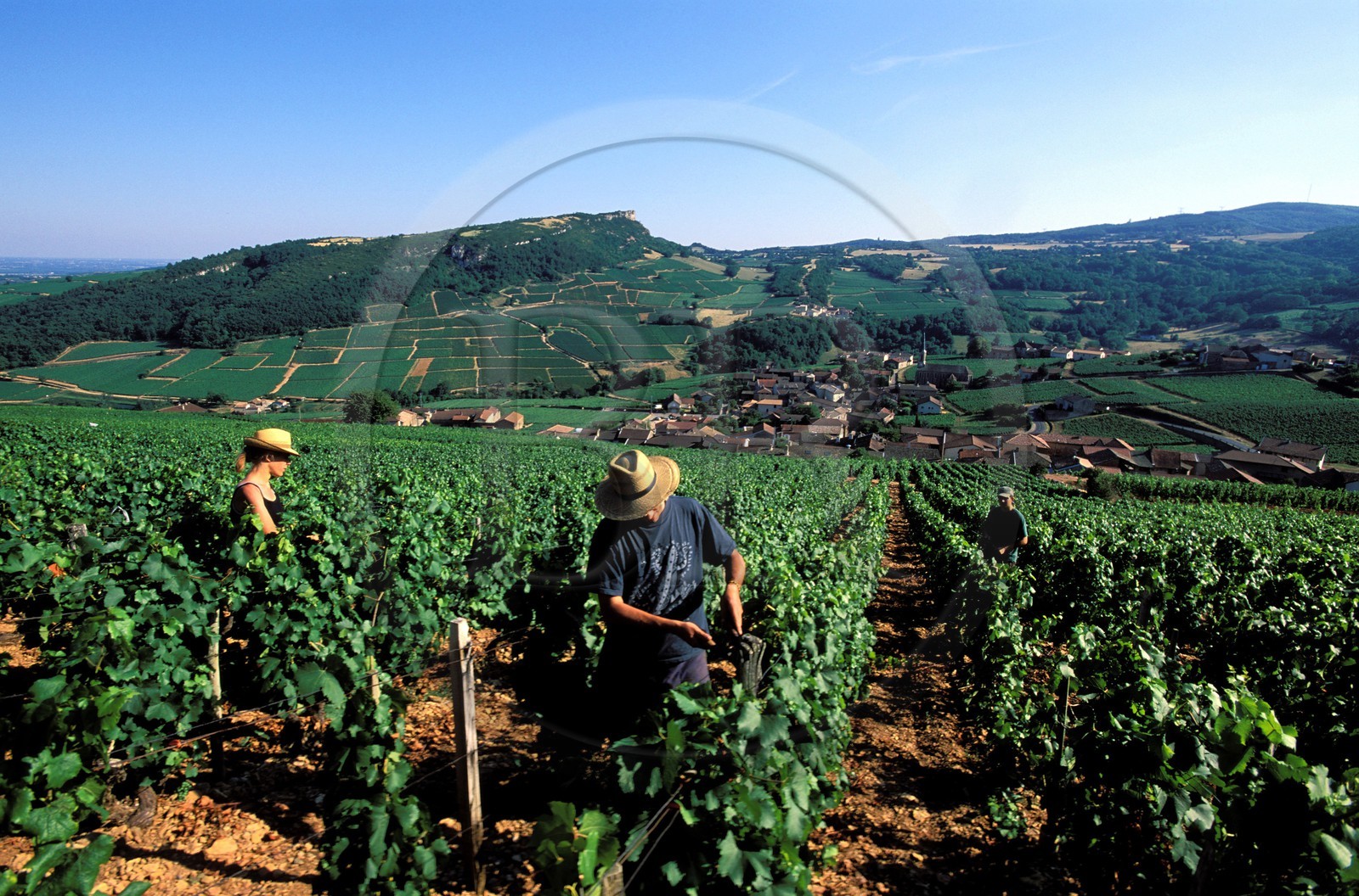 France, Saône-et-Loire (71), le village de Vergisson et la roche de Solutré, travail de le vigne