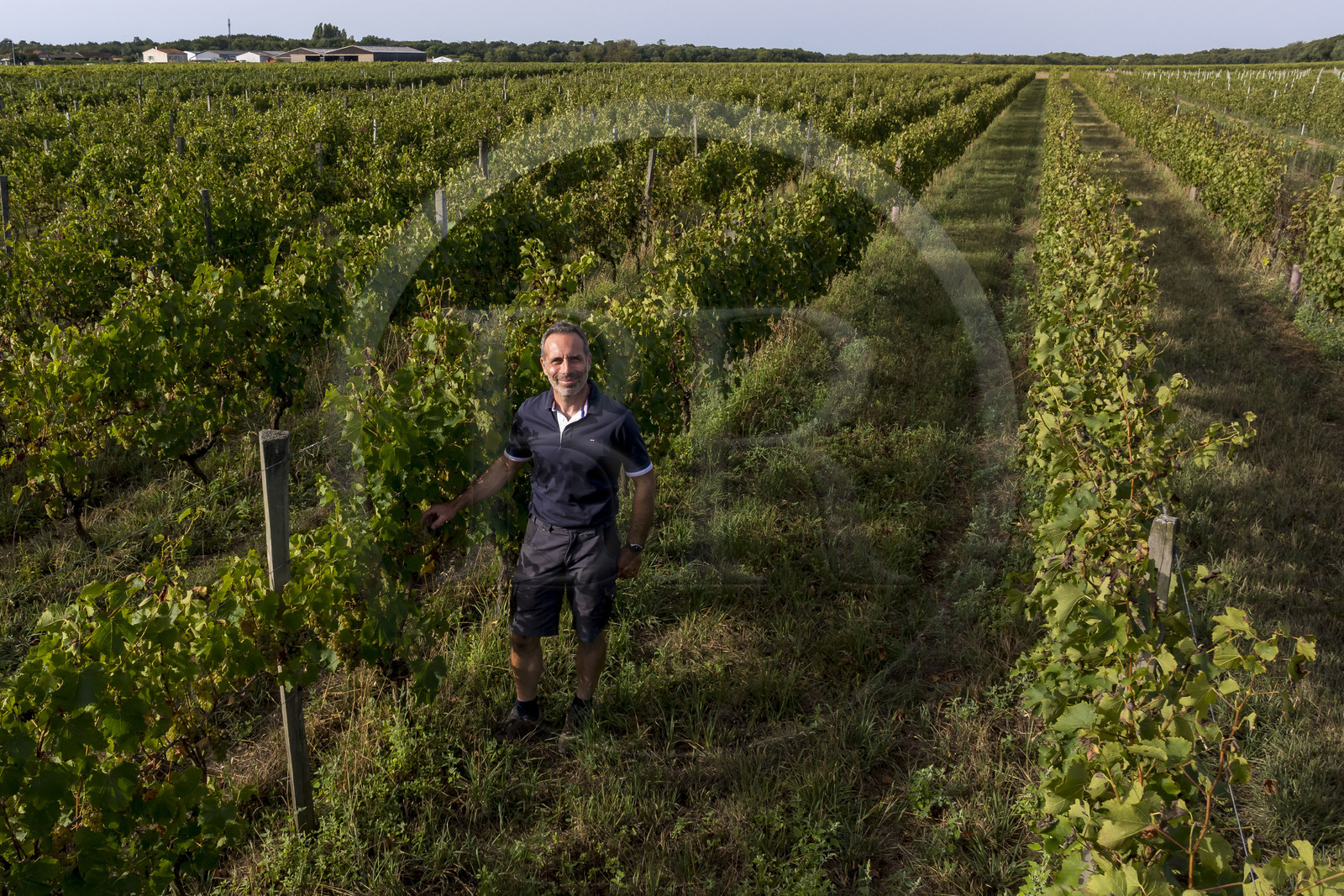 France, Charente-Maritime (17), Ile d'Oléron, Saint-Pierre-d'Oléron, hameau de La Coindrie, le vigneron Eric Mage dans son vignoble