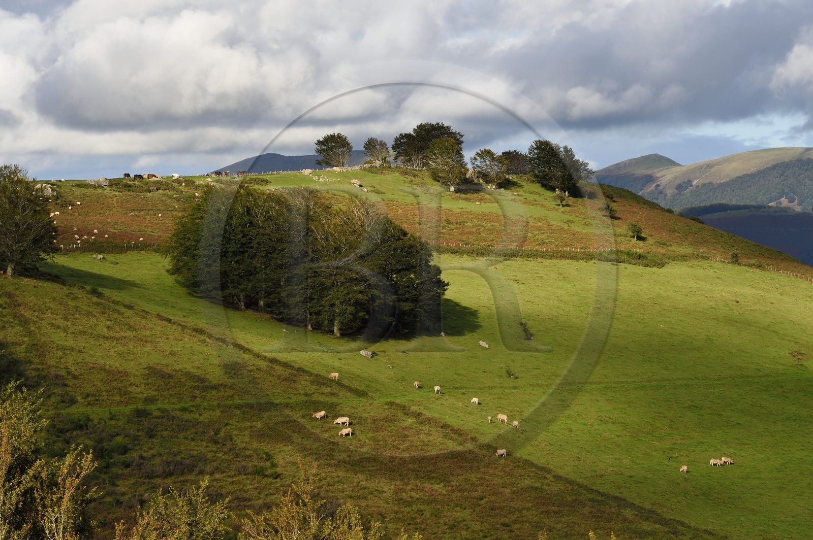 France, Pyrénées-Atlantiques (64), Pays-Basque, vallée des Aldudes, alpages dans les hauteurs d'Urepel