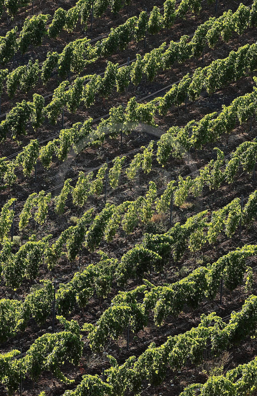 France, Aude (11), le vignoble de Tuchan au coeur des corbi