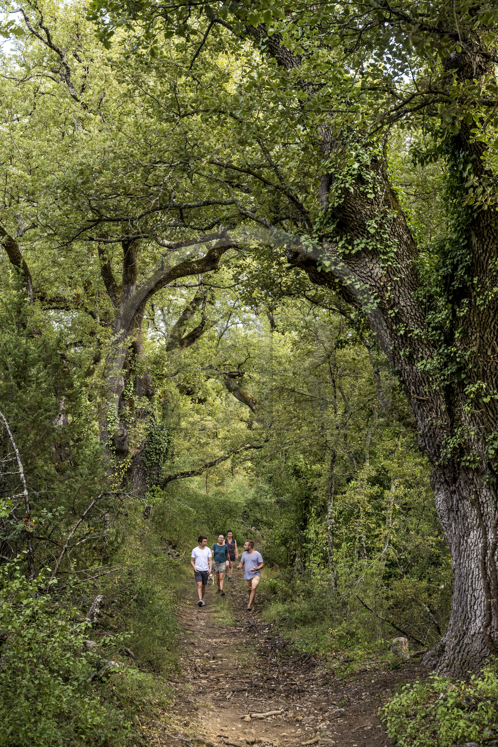 France, Var (83), Provence Verte, Bras, Académie du Bain de Forêt Provençale, forêt du domaine Le Peyrourier - une campagne en Provence
