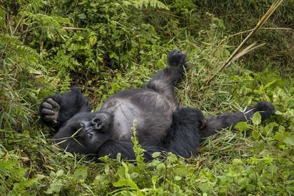Rwanda, Province du Nord, Parc National des Volcans dans la chaine des Monts Virunga, mont Karisimbi, gorille des montagnes (Gorilla beringei beringei) du groupe Susa, male appelé dos argenté (silverback)