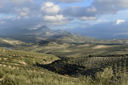 Spain, Andalusia, Jaén Province, olive groves south of Martos between Baena and Alcaudete, the Sierra Magina in the background