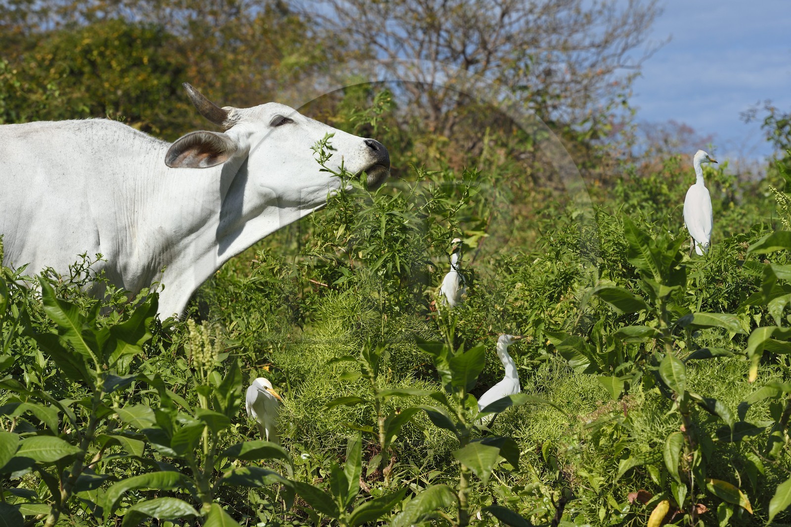 Nicaragua, Ile d'Ometepe réserve mondiale de Biosphère sur le lac Nicaragua, marais le long du Rio Istian, zebu et Hérons garde-boeufs (Bubulcus ibis) Nicaragua, Ile d'Ometepe réserve mondiale de Biosphère sur le lac Nicaragua, marais le long du Rio Istian, zebu et Hérons garde-boeufs (Bubulcus ibis)