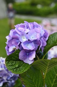 France, Finistère (29), Névez, hortensia