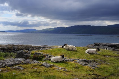 Royaume-Uni, Ecosse, Highland, Hébrides intérieures, Ile de Mull, moutons et béliers en bordure du Loch na Keal