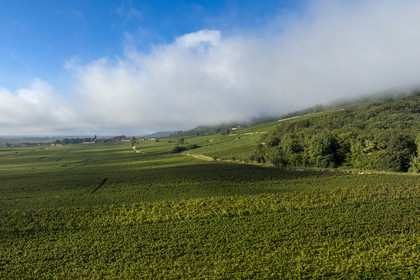 France, Cote d'Or, cultural Landscape of the climates of Burgundy listed as World Heritage by UNESCO, Route des Grands Crus (road of Vintage Wines), vineyard of the Côte de Nuits at Gevrey Chambertin under the early morning mists
