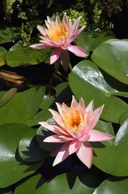 France, Alpes-Maritimes (06), Menton, Jardin Fontana Rosa, fleur de nénupha