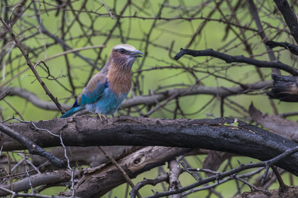 Rwanda, Parc national de l'Akagera, rollier à longs brins (Coracias caudatus)