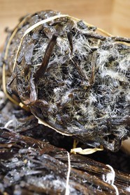 France, Reunion island (French overseas department), Saint Louis, Domaine de Bellevue, producer of organic vanilla grown under photovoltaic panels, crystallized Planifolia vanilla pods with at least 24 months of ripening
